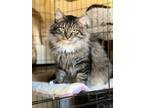 Adopt Clooney a Norwegian Forest Cat, Maine Coon