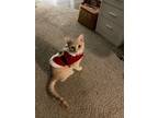 Adopt Caspian a American Shorthair