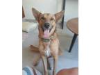 Adopt Canelo a German Shepherd Dog