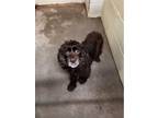 Adopt Stanley a Cocker Spaniel