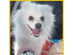 Adopt Nicky Pom OS a Pomeranian