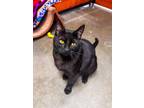 Adopt Emory a Domestic Short Hair