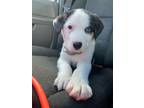 Adopt Thunder a Australian Shepherd, Husky