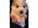 Adopt Lachlan a German Shepherd Dog