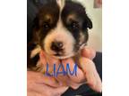 Adopt Liam a German Shepherd Dog, Husky