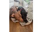 Adopt Bruce & Peter a Pit Bull Terrier