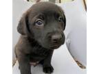 Adopt Hercules a Chocolate Labrador Retriever, German Shepherd Dog