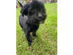 Adopt Beaux Beaux is Beautiful in every way a Scottish Terrier