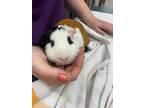 Adopt Krispy Treats a Guinea Pig