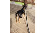 Adopt Jimmy a Manchester Terrier, Jack Russell Terrier