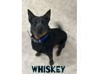 Adopt Whiskey a Australian Cattle Dog / Blue Heeler