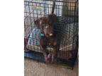 Adopt Hershey a Rottweiler