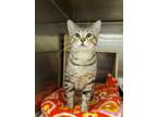 Adopt Buster a Exotic Shorthair