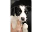 Adopt Sycamore a Border Collie