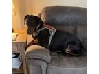 Adopt Euro Doberman: Caiman Bayou a Doberman Pinscher