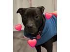 Adopt Dasher a Labrador Retriever, Pit Bull Terrier