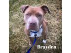 Adopt Brayden a American Staffordshire Terrier