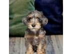 Adopt Miles a Schnoodle, Miniature Poodle