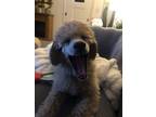 Adopt Teddy a Miniature Poodle