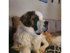 Adopt Bernie a Saint Bernard