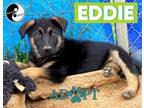 Adopt Eddie a German Shepherd Dog