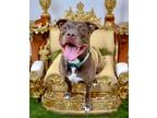 Adopt King Bartholomew a Staffordshire Bull Terrier, Chocolate Labrador