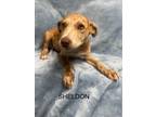 Adopt SHELDON a Catahoula Leopard Dog