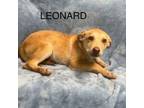 Adopt LEONARD a Catahoula Leopard Dog