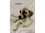 Adopt POPPY a Jack Russell Terrier