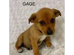 Adopt GAGE a Fox Terrier, Australian Shepherd