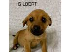 Adopt GILBERT a Feist, Australian Shepherd