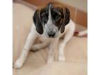 Adopt Fuzzy a Bluetick Coonhound, Beagle