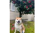 Adopt Leo a Shiba Inu