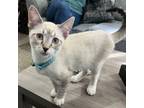 Adopt Peely a Domestic Short Hair, Snowshoe