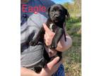 Adopt Eagle a Labrador Retriever, Mixed Breed