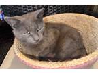 Adopt Mash a Domestic Short Hair