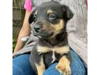 Adopt Guido (TX) a Terrier