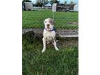 Adopt BRYSON a Pit Bull Terrier