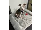 Adopt Bryson a Pit Bull Terrier