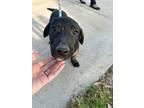 Adopt Nico a Labrador Retriever