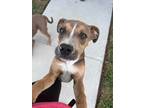 Adopt Bruno a Pit Bull Terrier
