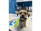 Adopt Hudson a Terrier