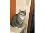 Adopt Leo a Domestic Short Hair