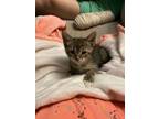 Adopt Beanie a American Shorthair