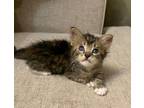 Adopt Bootsie a American Shorthair