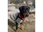 Adopt Georgie a Black and Tan Coonhound