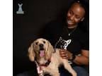 Adopt Teddy a Poodle