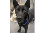 Adopt Chief a German Shepherd Dog, Black Labrador Retriever