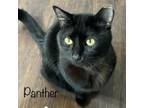 Adopt Panther a Domestic Short Hair