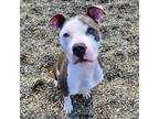 Adopt Tadpole a Pit Bull Terrier, American Staffordshire Terrier